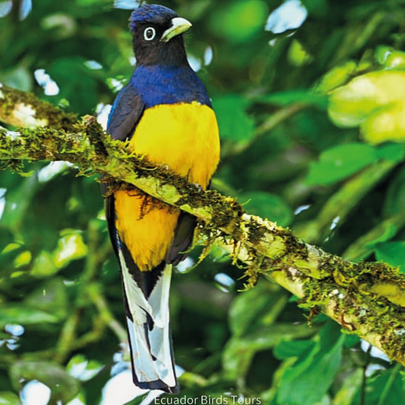 southern birdwatching photography tours in ecuador by ecuador birds tours (13)