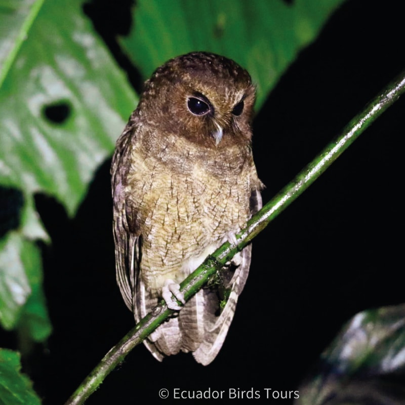 southern birdwatching photography tours in ecuador by ecuador birds tours (20)