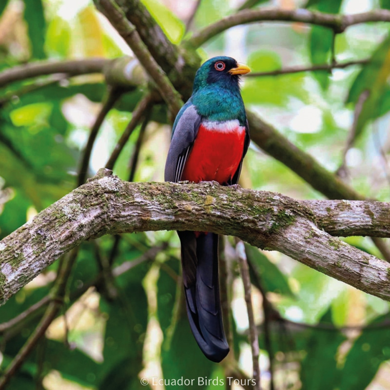 southern birdwatching photography tours in ecuador by ecuador birds tours (26)