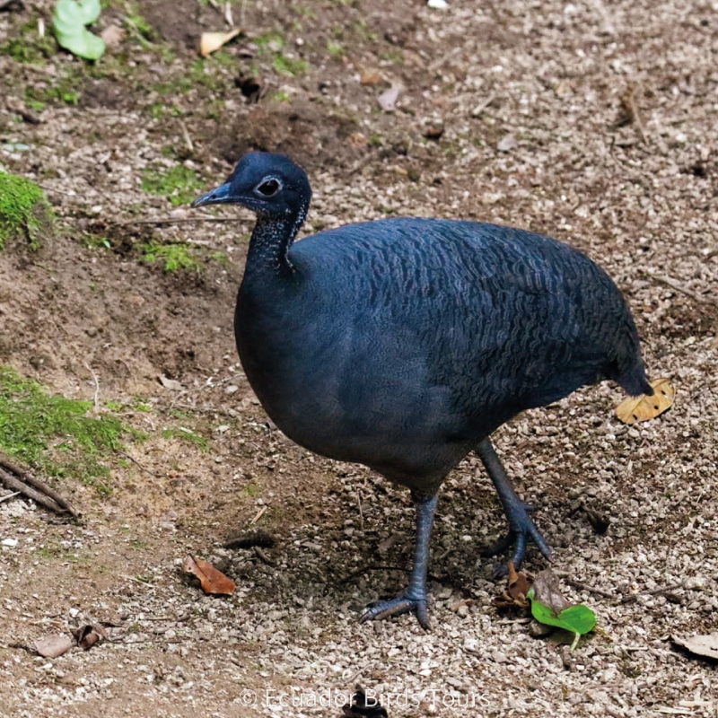 southern birdwatching photography tours in ecuador by ecuador birds tours (29)