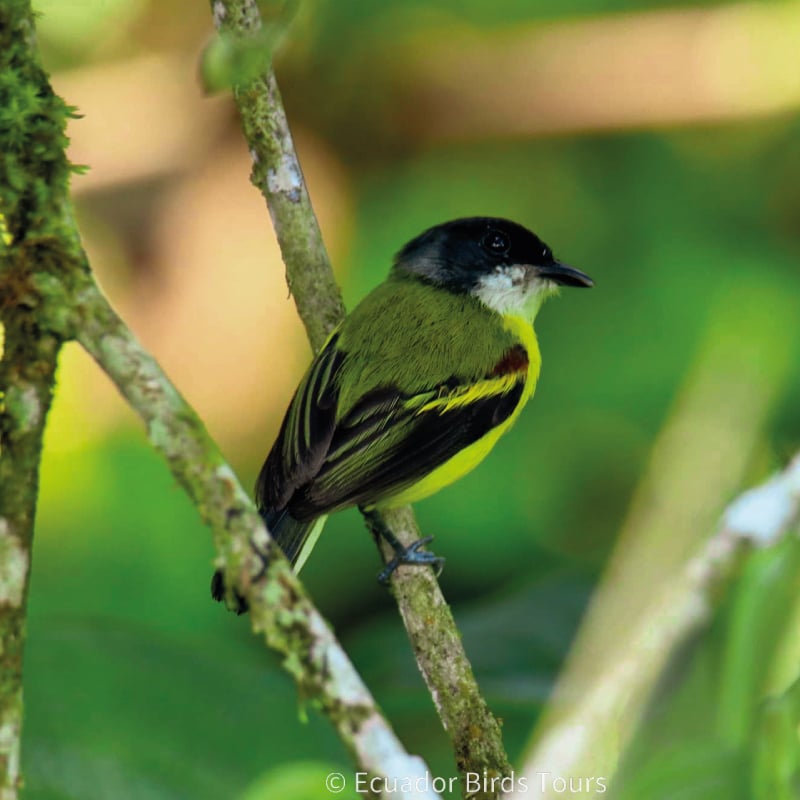 southern birdwatching photography tours in ecuador by ecuador birds tours (31)