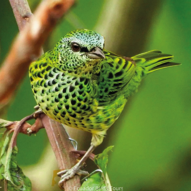 southern birdwatching photography tours in ecuador by ecuador birds tours (33)