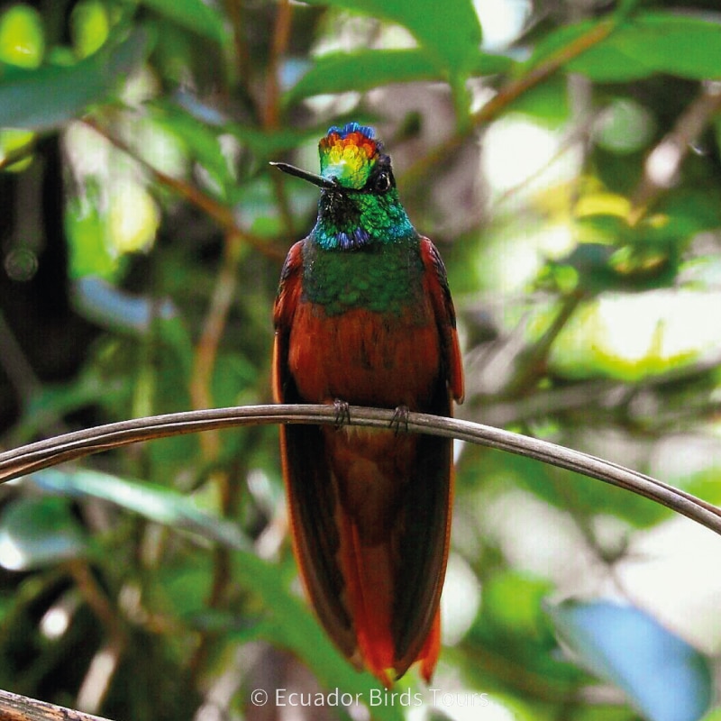 southern birdwatching photography tours in ecuador by ecuador birds tours (34)