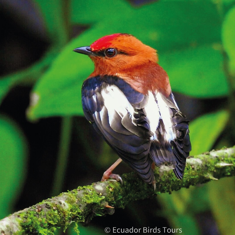 southern birdwatching photography tours in ecuador by ecuador birds tours (35)