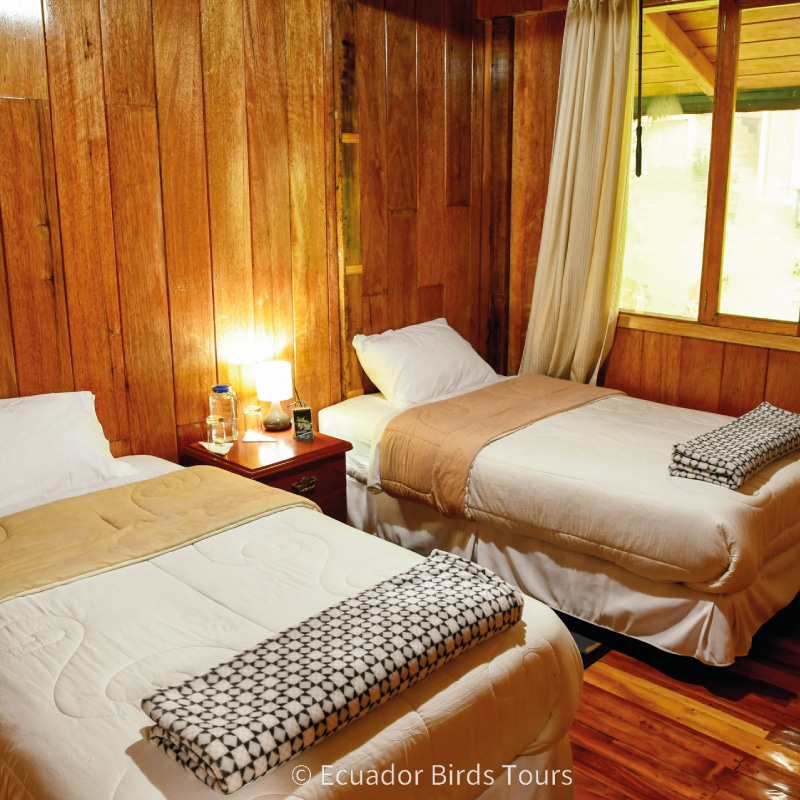 southern birdwatching photography tours in ecuador by ecuador birds tours (37)