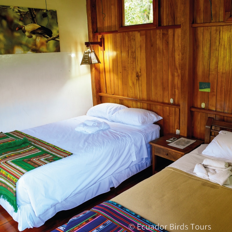 southern birdwatching photography tours in ecuador by ecuador birds tours (38)