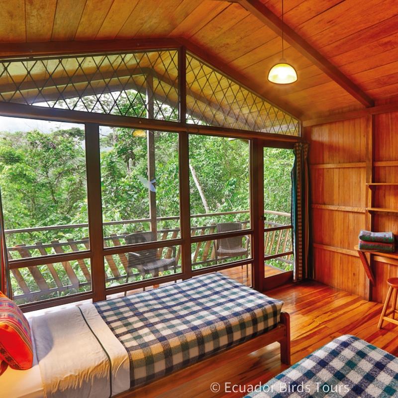 southern birdwatching photography tours in ecuador by ecuador birds tours (39)