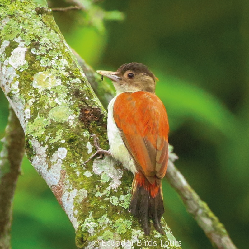 southern birdwatching photography tours in ecuador by ecuador birds tours (4)