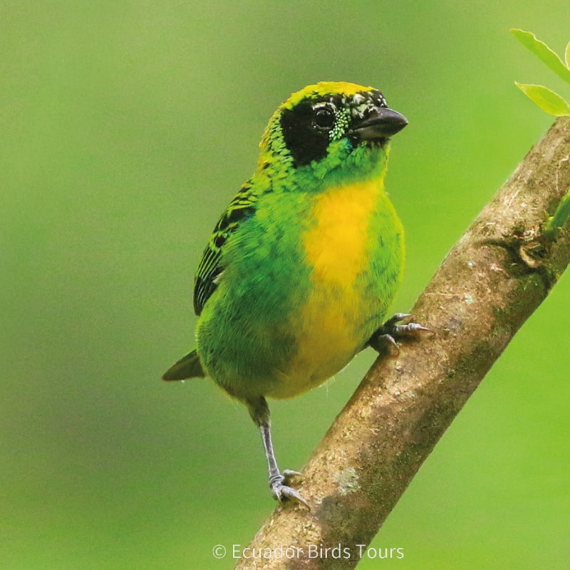 southern birdwatching photography tours in ecuador by ecuador birds tours (41)