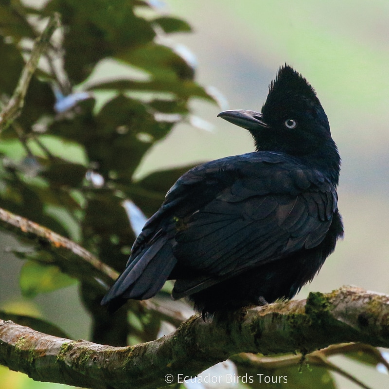 southern birdwatching photography tours in ecuador by ecuador birds tours (42)