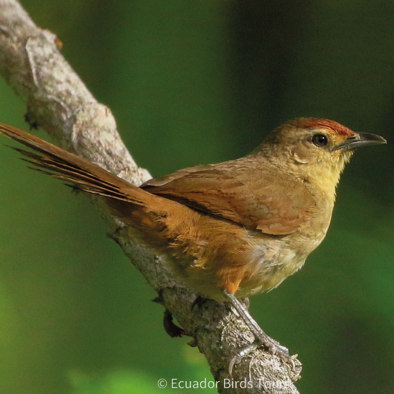 southern birdwatching photography tours in ecuador by ecuador birds tours (43)