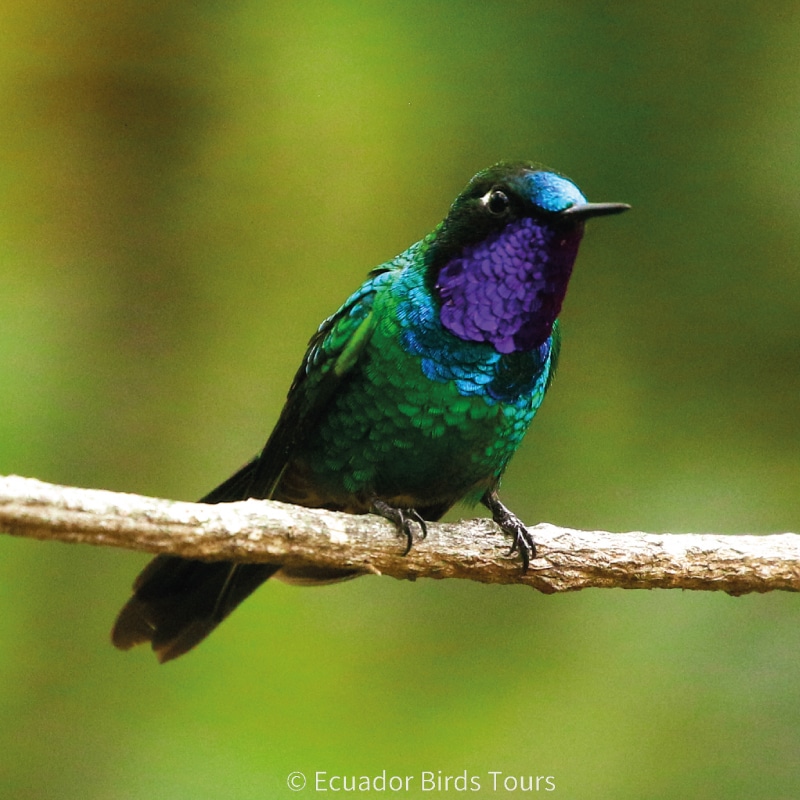 southern birdwatching photography tours in ecuador by ecuador birds tours (44)