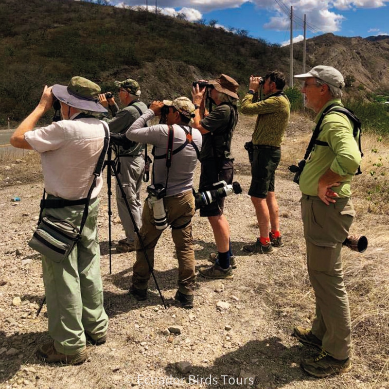 southern birdwatching photography tours in ecuador by ecuador birds tours (6)