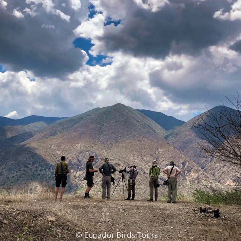 southern birdwatching photography tours in ecuador by ecuador birds tours (7)