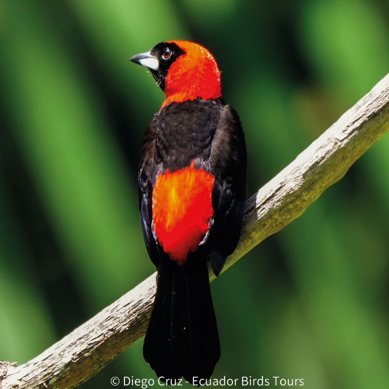 wild sumaco birding by ecuador birds tours (13)