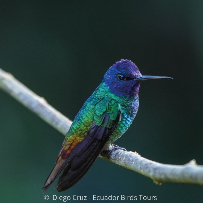 wild sumaco birding by ecuador birds tours (34)