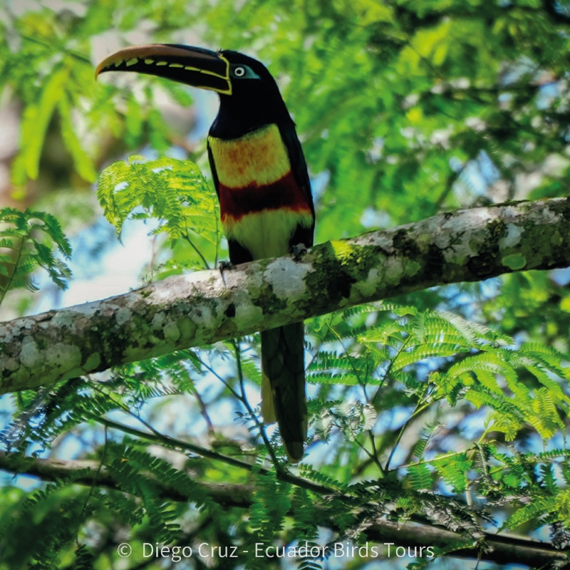 wild sumaco birding by ecuador birds tours (37)
