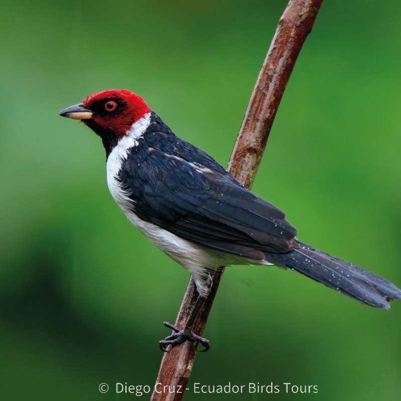 wild sumaco birding by ecuador birds tours (8)