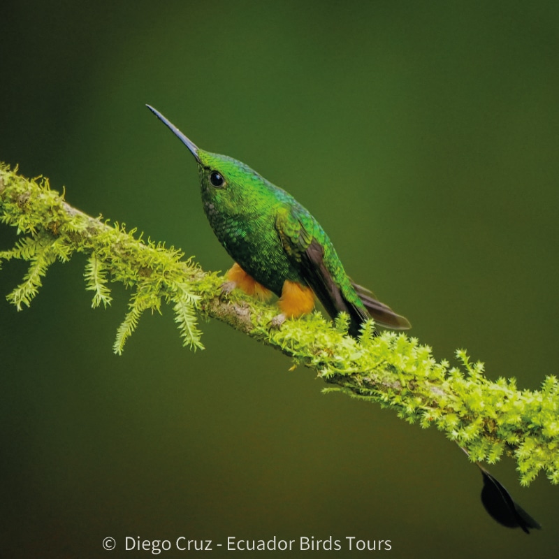 wild sumaco birding by ecuador birds tours
